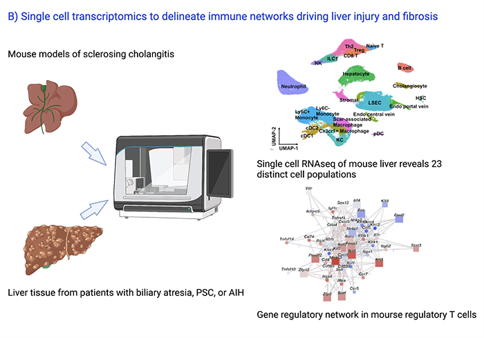 Discovery of Gene Regulatory Networks Driving Liver Injury and Fibrosis